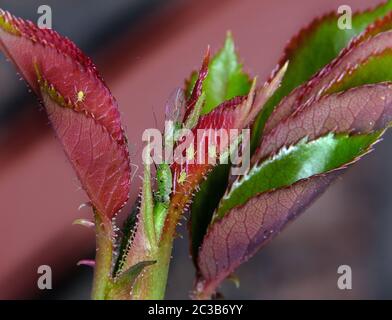 Aphid infestation on house garden rose plant. Stock Photo