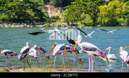 Flock of Painted Stork or Mycteria Leucocephala