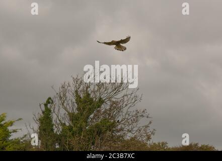 Kestrel, Falco tinnunculus, hovering over edge of trees at Cuckmere Haven, East Sussex, England Stock Photo