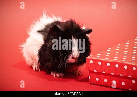 Close up shot of a tiny cute guinea pig next to a red gift box with white polka dots on red background. Stock Photo