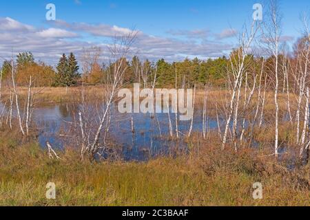 Birch Trees in a Lake Shore Pond on Lake Huron in Tawas Point State Park in Michigan Stock Photo