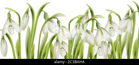 Spring white bell flowers in watercolor style. Place for text. Vector Stock Vector