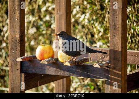 female of Common blackbird, Turdus merula feeding in homemade wooden bird feeder, birdhouse installed on winter garden, no snow Stock Photo