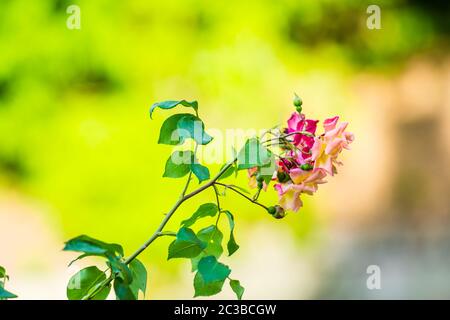 Pink rose flowers with green and yellow background blur Stock Photo