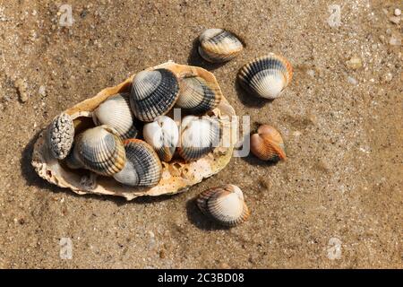 Common cockles - species of edible saltwater clams Stock Photo