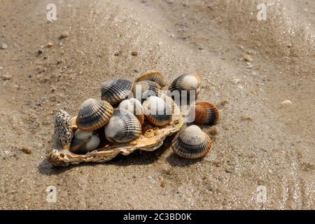 Common cockle - species of edible saltwater clam Stock Photo