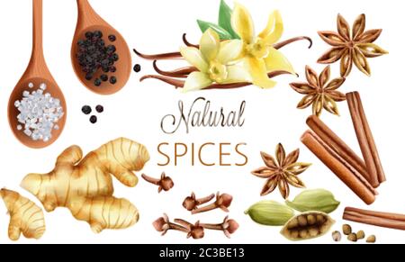 Natural spices composition with salt, black pepper, ginger, cinnamon sticks and vanilla. Vector set Stock Vector