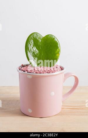 Hoya Kerrii, the heart-shaped thick leaves plant in a mug shaped pot. Stock Photo