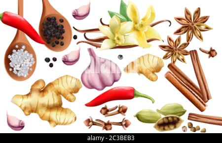 Natural spices and vegetables composition with onion, garlic, salt, red and grounded black pepper, ginger, cinnamon sticks and vanilla. Vector set Stock Vector