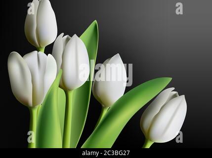 Realistic three dimensional white tulip flowers on black gradient background. Vector Stock Vector