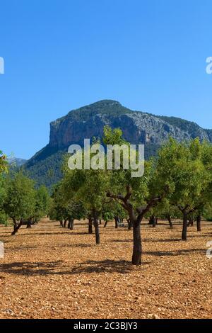 Olive trees from Majorca soil from mediterranean islands of Spain Stock Photo