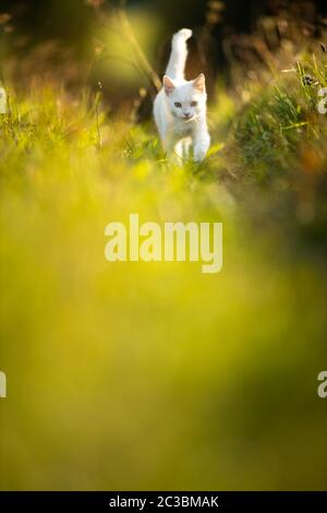 Extremely cute white kitten on a lovely meadow, playing outside - sweet domestic pet playing outside Stock Photo