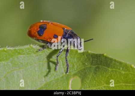 Ant bag beetle 'Clytra laeviuscula' Stock Photo