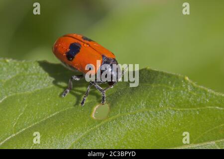 Ant bag beetle 'Clytra laeviuscula' Stock Photo