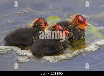 Three chicks of the wind chicken Fulica atra in the Federsee Stock Photo