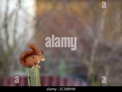 Red-brown squirrel Sciurus vulgaris on fence post
