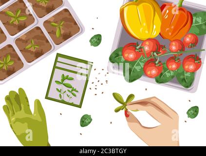 Woman hands growing Ecological products in pot. Composition with branch of red tomatoes, spinach and cucumbers. Place for text. Vector Stock Vector