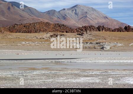 Laguna Grande in the Catamarca Province at the Puna de Atacama, Argentina. Puna de Atacama is an arid high plateau in the Andes of northern Chile and Stock Photo