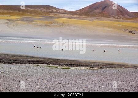 Laguna Grande in the Catamarca Province at the Puna de Atacama, Argentina. Puna de Atacama is an arid high plateau in the Andes of northern Chile and Stock Photo