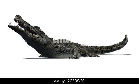 crocodile with shadow on the floor Stock Photo