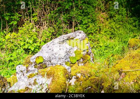 view of glacial limestone rock covered with lush green moss and old forest trees on a sunny summer day Stock Photo