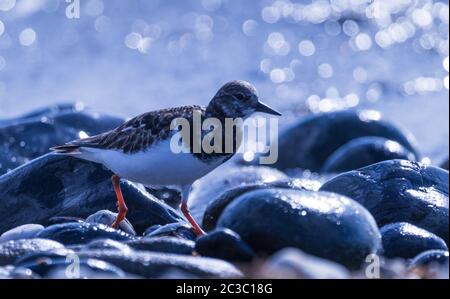 An Oyster Catcher crossing wet rocks looking for food. Stock Photo