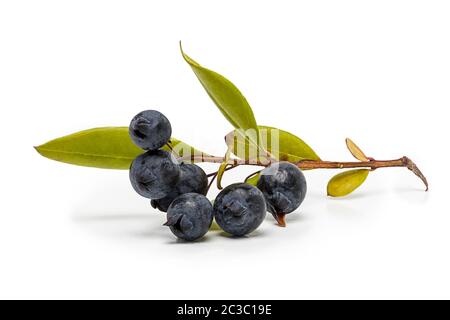 myrtle berries and branch isolated on white background Stock Photo