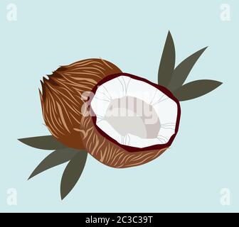 Coconut with palm leaves and blue background. Detailed close up Vector Stock Vector