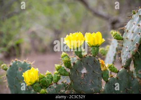 A yellow green flowering cactus plants in Estero Llano Grande State Park, Texas Stock Photo