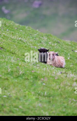 Wildlife in the Faroe Islands. Sheep on Vagar island. pretty little sheep/ Stock Photo