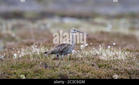 Adult Curlew, Numenius arquata, on heather moorland in the breeding season in the Yorkshire Dales National Park, UK. Stock Photo