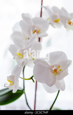 White orchids on the windowsill, indoor plant close-up Stock Photo