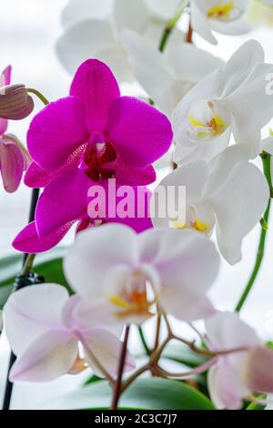 Blooming orchids close-up. Stock Photo