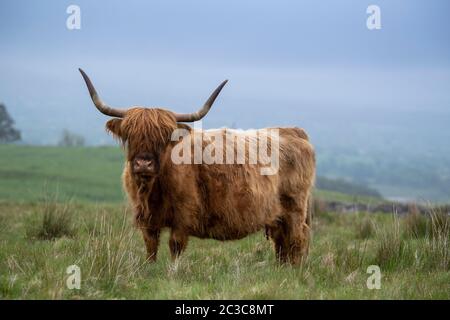 Highland cow on moorland in Wensleydale, North Yorkshire, on a misty summers morning. Stock Photo