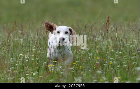 Fox hound pup, running across a hay meadow. North Yorkshire, UK. Stock Photo