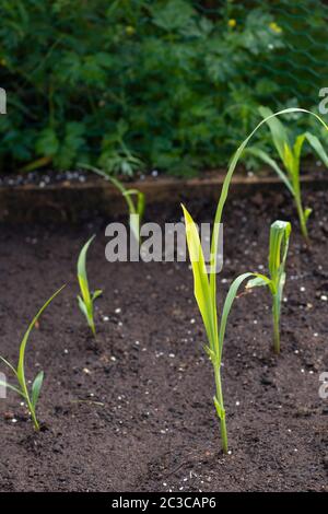 Sweet corn seedlings in soil, organic Stock Photo