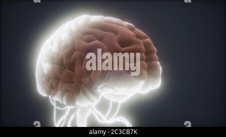 animated model of human brain Stock Photo - Alamy