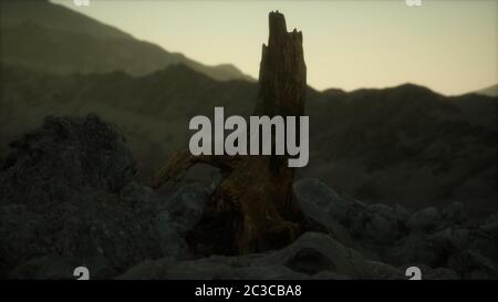 Dead pine tree at granite rock at sunset Stock Photo