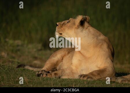 Lioness lies on short grass looking up Stock Photo