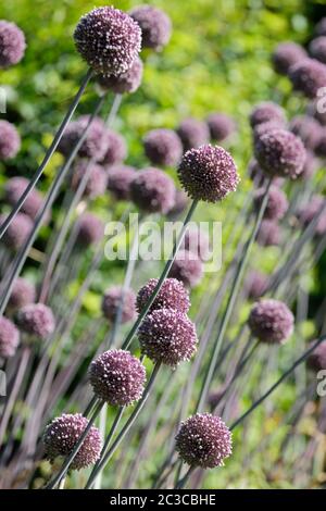 Pale mauve/white flower heads of Allium 'Summer Drummer' in a border Stock Photo