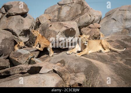 Lioness lies on kopje with two cubs Stock Photo