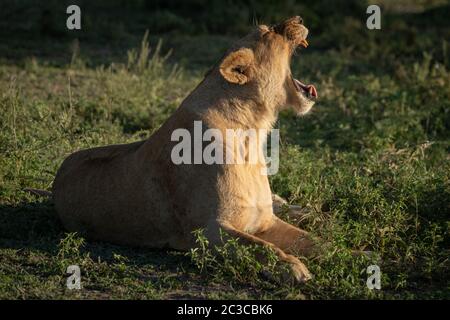 Lioness lies on short grass yawning widely Stock Photo