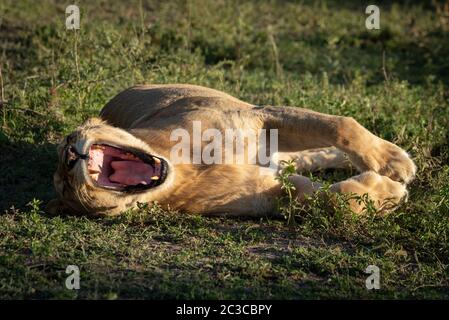 Lioness lies yawning widely on short grass Stock Photo