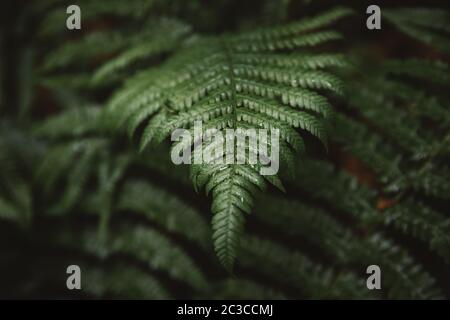 Backround of fresh green fern leafs in the forest of Transylvania. Nature background Stock Photo