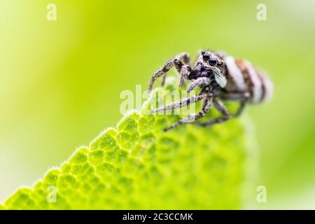 A female Jumping Spider watching as she hangs on to the side of a Sage leaf in a urban garden on a summers day Stock Photo