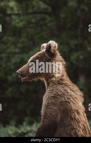 Curious brown bear cub in the wilderness forest. Stock Photo