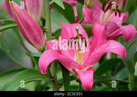 Close-up of the deep pink flowers of oriental lily 'brusago', Lily Brusago, LILY ORIENTAL BRUSAGO Stock Photo
