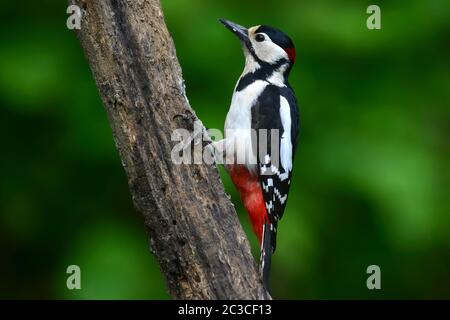 great spotted woodpecker Stock Photo
