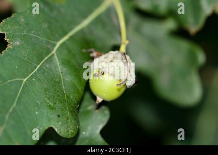 An acorn hangs on an oak tree. In autumn, the ripe acorns fall to the ground and are feed for the an Stock Photo