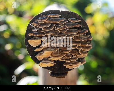 An image of a close-range array of small tree mushrooms growing on a tree log on a blurry background Stock Photo
